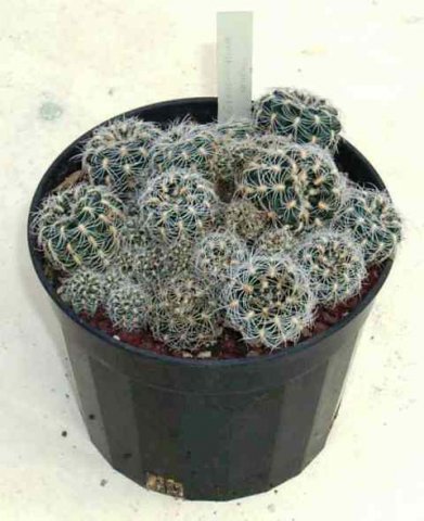 Gymnocalycium_bruchii_1